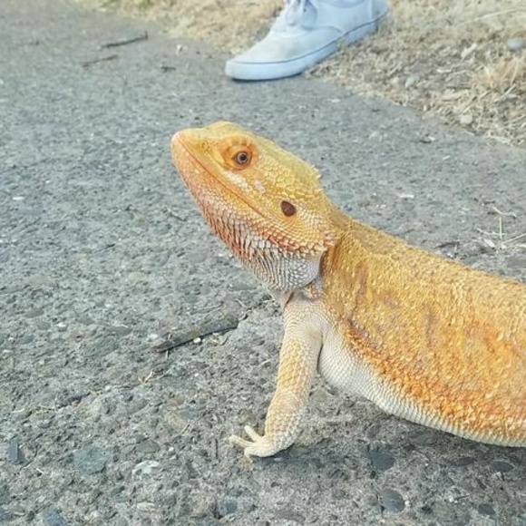 Meet your Posher, Naomi - Picture 1 of 1